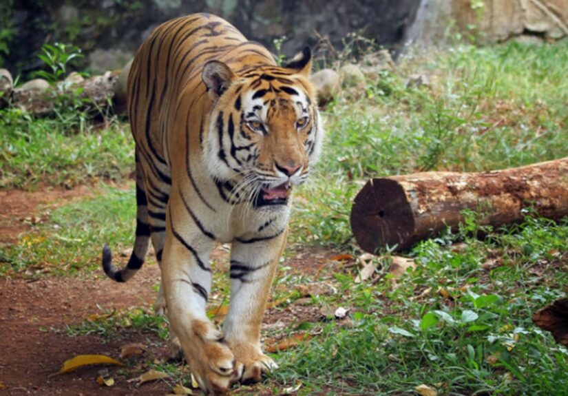 Mimpi Harimau