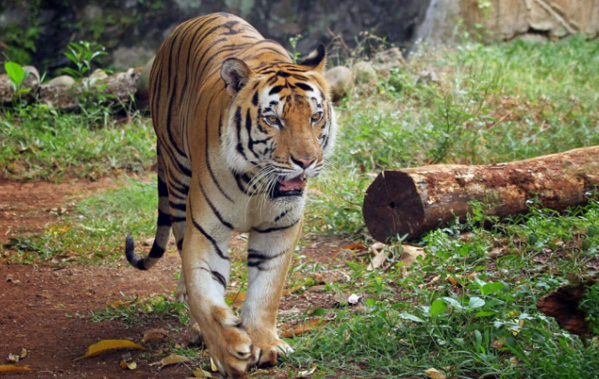 Mimpi Harimau
